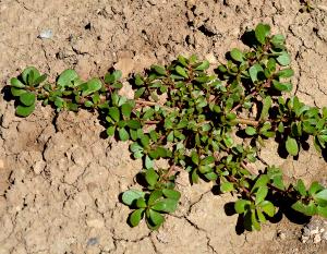 1 Plant Purslane, Raw