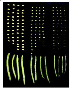 1 Pod Cowpeas (Young Pods with Seeds)