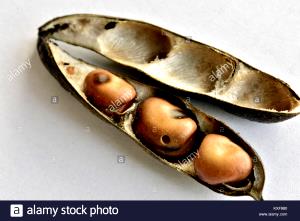 1 Pod Fava Beans (In Pod)