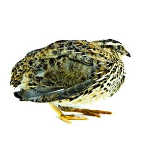 1 Quail Quail Meat and Skin