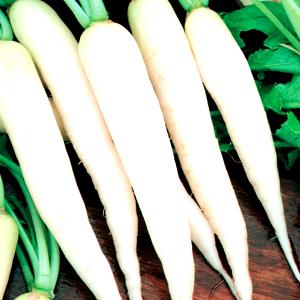 1 Radish (7" Long) White Icicle Radishes