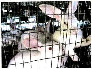 1 Rib Piece (yield After Cooking, Bone Removed) Domestic Rabbit