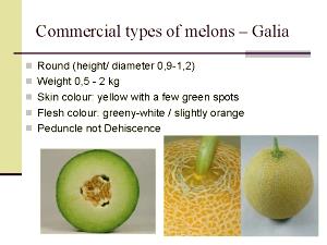 1 Round Melon (9-1/2" Dia) Watermelon