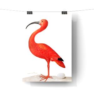 1 Sandwich Scarlet Ibis, Regular Size Sandwich