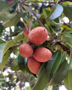 1 Sapodilla Sapodilla, Raw