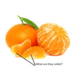 1 Section Tangerine