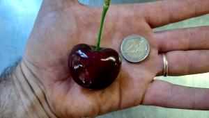 1 serving (33 g) Cherry Add-In (Large)
