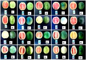 1 serving (38 g) Watermelon Add-In (RT 44)