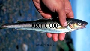 1 serving (475 g) Arctic Cod Fish & Chips