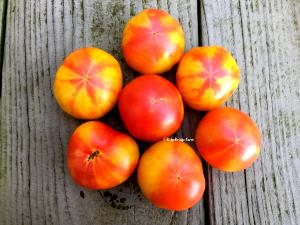 1 serving (5 oz) Sunburst Tomatoes
