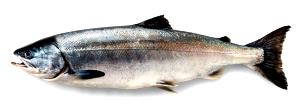 1 Serving Alaska Salmon, Keta (Chum)