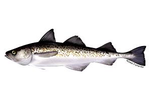 1 Serving Alaska Whitefish, Pollock