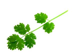 1 serving Cilantro (Freebird)