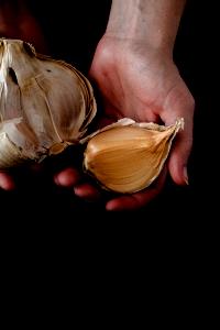 1 Serving Elephant Garlic