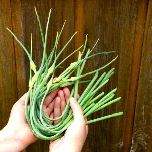 1 Serving Garlic Scapes