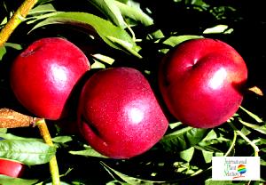 1 Serving Honey Royale Nectarines