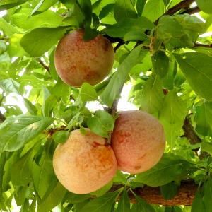 1 Serving Organic Dapple Dandy Plumcots