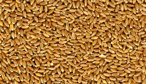 1 Serving Organic Hard Red Winter Wheat