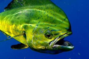 1 Serving Pacific Mahi Mahi