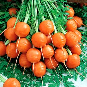 1 Serving Parisienne Carrots (14 Oz)