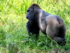 1 serving Tropical Gorrilla