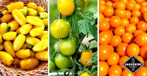 1 Serving Yellow Tomatoes