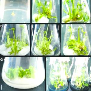 1 Shoot Taro Shoots
