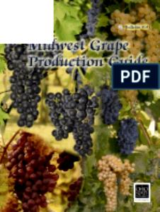 1 shot (86 ml) Concentrated Weight Loss Shot - Niagara Grape