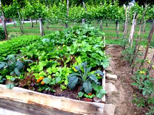 1 side Garden Vegetables