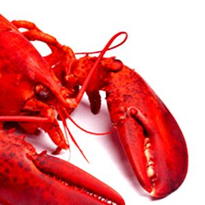 1 Small (1 Lb Live Weight) (yield After Cooking, Shell Removed) Steamed or Boiled Lobster
