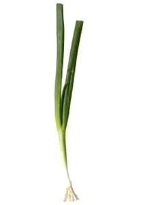 1 Small (3" Long) Cooked Young Green Onions (Fat Not Added in Cooking)