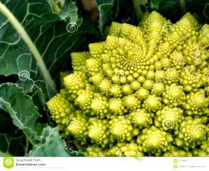 1 Small Head (4" Dia) Cooked Broccoflower