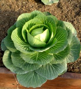 1 Small Leaf Green Cabbage