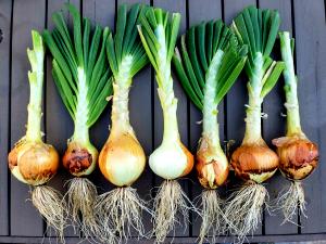 1 Small Mature Onions