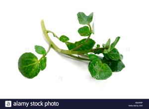 1 Sprig Watercress