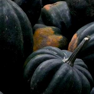 1 Squash (4 Inch Dia) Acorn Winter Squash
