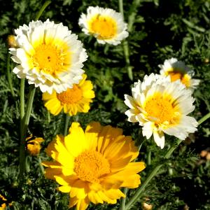 1 Stem (8-3/4" Long) Chrysanthemum Garland