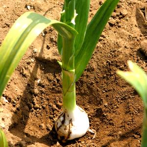 1 Tbsp Garlic Cloves, Elephant
