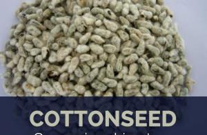1 Tbsp Roasted Cottonseed Kernels