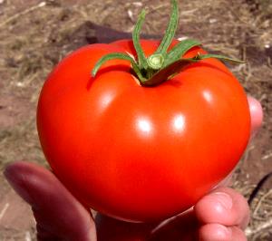 1 Tomato Tomato, Orange, Raw
