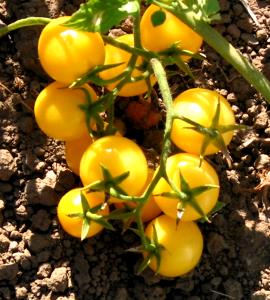 1 Tomato Yellow Tomatoes