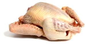 1 Unit (yield Rom 1 Lb Ready-to-cook Squab) Squab (Pigeon) Light Meat Without Skin