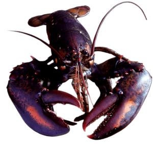 1 Whole (150.0 G) Lobster, raw