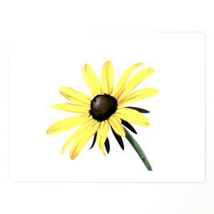 1 wrap Black Eyed Susan