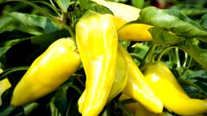 10 pieces Banana Peppers