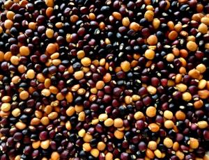 10 Seeds Pigeonpeas (Immature Seeds)