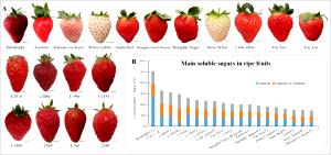 10 squares (40 g) Strawberries & Creme