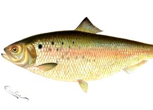 100 G American Shad (Fish) (Cooked, Dry Heat)