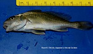 100 G Atlantic Croaker