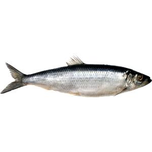 100 G Atlantic Herring